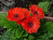 photo des fleurs en pot Daisy Transvaal herbeux, Gerbera rouge