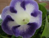 φωτογραφία Εσωτερικά λουλούδια Sinningia (Gloxinia) ποώδη γαλάζιο