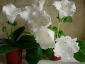 foto Kodus Lilled Sinningia (Gloxinia) rohttaim valge