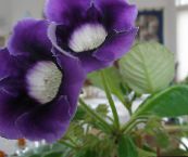 fénykép Pot Virágok Sinningia (Csuporka) lágyszárú növény, Sinningia (Gloxinia) sötétkék