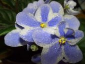 foto Krukblommor Afrikansk Violet örtväxter, Saintpaulia ljusblå