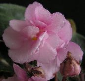 ვარდისფერი African Violet ბალახოვანი მცენარე