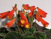 fotografija Sobne cvetje Smithiantha travnate rdeča