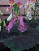 照片 盆花 Smithiantha 草本植物 紫丁香