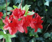 фотографија Затворене Цветови Азалеас, Пинктерблоом грмови, Rhododendron црвено