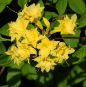 fotografie Kvetinové Kvety Azalky, Pinxterbloom kríki, Rhododendron žltá