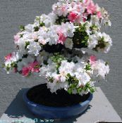 foto Pot Blomster Azalea, Pinxterbloom busk, Rhododendron hvid