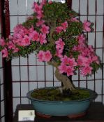 фотографија Затворене Цветови Азалеас, Пинктерблоом грмови, Rhododendron розе
