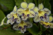 foto Flores de salón Strep herbáceas, Streptocarpus amarillo