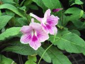 mynd Pottinn blóm Strep herbaceous planta, Streptocarpus lilac