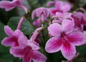 foto Pote flores Strep planta herbácea, Streptocarpus rosa