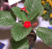 mynd Pottinn blóm Episcia herbaceous planta rauður