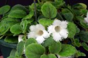 nuotrauka Kambarines gėles Episcia žolinis augalas baltas