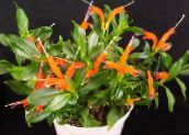 photo des fleurs en pot Rouge À Lèvres Plante,  herbeux, Aeschynanthus orange
