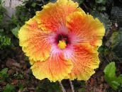 фотографија Затворене Цветови Хибискус грмови, Hibiscus поморанџа