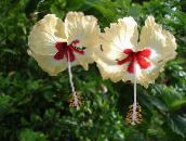 zdjęcie Pokojowe Kwiaty Hibiskus (Chiny Rose) krzaki, Hibiscus żółty