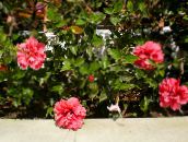 фотографија Затворене Цветови Хибискус грмови, Hibiscus розе