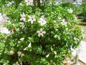 nuotrauka Kambarines gėles Hibiscus krūmas baltas