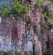 foto Unutarnja Cvjetovi Glicinije lijana, Wisteria jorgovana