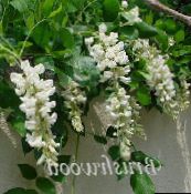 photo des fleurs en pot Glycines une liane, Wisteria blanc