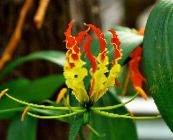フォト ポットの花 栄光ユリ つる植物, Gloriosa 黄