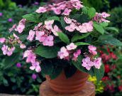 foto I fiori domestici Ortensia, Lacecap gli arbusti, Hydrangea hortensis rosa