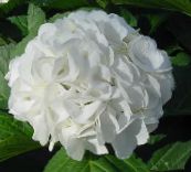 foto Podu Ziedi Hortenzijas, Lacecap krūms, Hydrangea hortensis balts