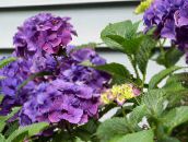 ფოტო ბანკში ყვავილები Hydrangea, Lacecap ბუში, Hydrangea hortensis იასამნისფერი