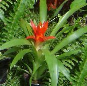 წითელი Guzmania ბალახოვანი მცენარე