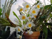 hvit Dendrobium Orkide Urteaktig Plante