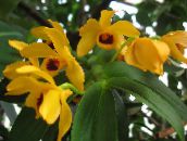 foto Krukblommor Dendrobium Orchid örtväxter gul