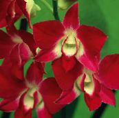 foto Flores de salón Orquídeas Dendrobium herbáceas rojo