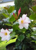 photo des fleurs en pot Dipladenia, Mandevilla les plantes ampels blanc