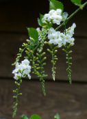 fotografija Sobne cvetje Duranta, Medu Kapljice, Golden Dewdrop, Golob Jagodami drevesa bela