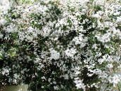 φωτογραφία Εσωτερικά λουλούδια Γιασεμί αναρριχώμενα, Jasminum λευκό