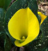 keltainen Arum Lily Ruohokasvi
