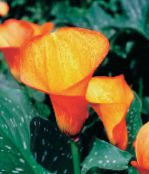 nuotrauka Kambarines gėles Kalis žolinis augalas, Zantedeschia oranžinis