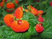 fotoğraf Saksı çiçekleri Terlik Çiçek otsu bir bitkidir, Calceolaria turuncu
