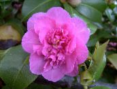 fotografija Sobne cvetje Kamelija drevesa, Camellia roza