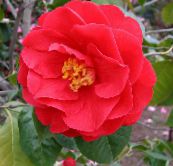 foto Pot Blomster Camellia træ rød
