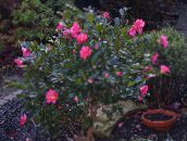 fotografie Kvetinové Kvety Kamélie drevá, Camellia ružová