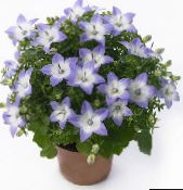 foto Pot Bloemen Campanula, Klokje opknoping planten lichtblauw