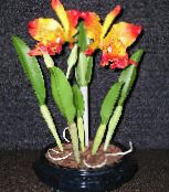 フォト ポットの花 カトレア蘭 草本植物, Cattleya オレンジ