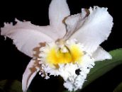wit Cattleyaorchidee Kruidachtige Plant