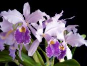 lilla Cattleya Orkidé Urteagtige Plante