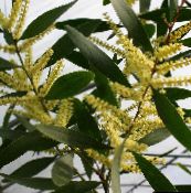 fotografija Sobne cvetje Akacijev grmi, Acacia rumena