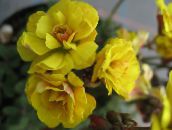 fotoğraf Saksı çiçekleri Oxalis otsu bir bitkidir sarı