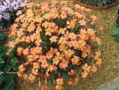 foto Pote flores Oxalis planta herbácea laranja