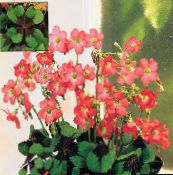 წითელი Oxalis ბალახოვანი მცენარე