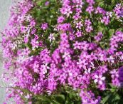 foto Krukblommor Oxalis örtväxter rosa